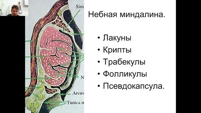Оториноларингология №5 
