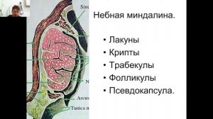 Оториноларингология №5 "Анатомия глотки, гортани, основные заболевания глотки"