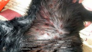 Золотистый стафилококк у собак