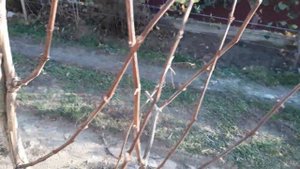 Обрезка винограда на арке  Трёхлетний куст