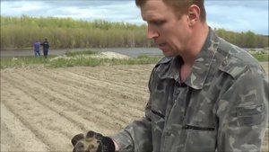 Эко25 садим картофель в песок с Биогумусом Сезон 2, Серия 2 Старатель Дендробена