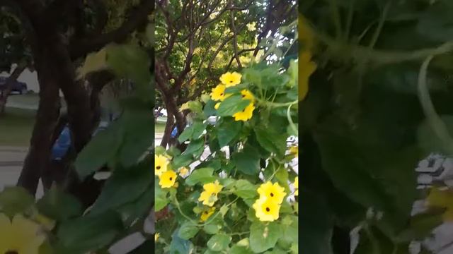 Climbing plants
