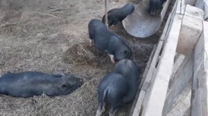 Кормление вьетнамских вислобрюхих поросят