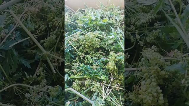 Правильная сушка болиголова пятнистого, высылка препаратов по Германии
