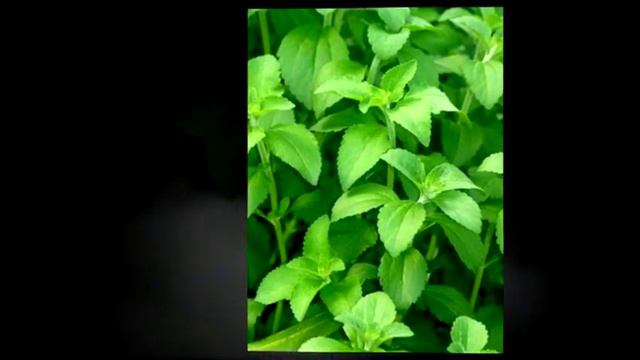 ¿Qué es la Stevia? (LLega a Chile) Endulzante 100% Natural смотреть онлайн