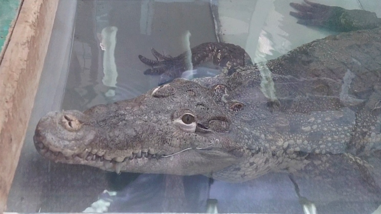 Нильский крокодил и крокодиловый кайман по соседству.