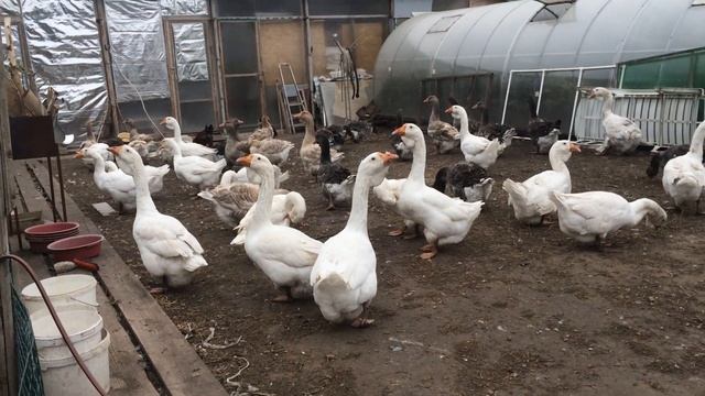 Холмогорские и тулузские гуси, молодёжь 2020г. смотреть онлайн