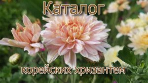 Корейские хризантемы