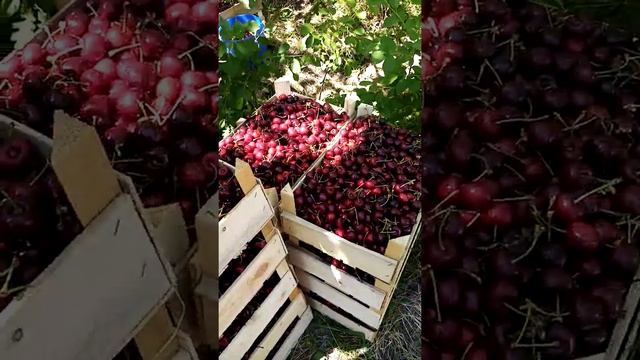 Описание черешни, ранний сорт (Романовка) Михаил