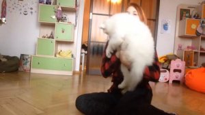 Умный щенок выполняет команды| как научить щенка командам