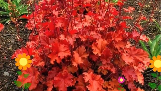 Гейхера гибридная Пич Крисп (Peach Crisp). Краткий обзор, описание характеристик, где купить саженц смотреть онлайн