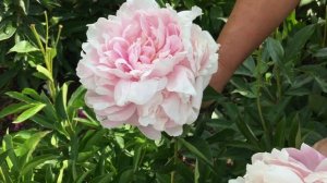 Пион PINK RADIANCE/Пинк Рэдиэнс