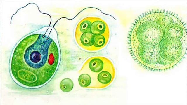 Основные признаки живого