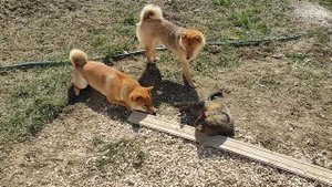 Сиба ину заставляют кошку играть (Shiba inu)