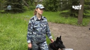 Дрессировка служебных собак