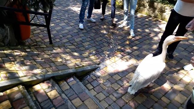 Пеликаны встречают на входе в Ялтинский зоопарк СКАЗКА смотреть онлайн