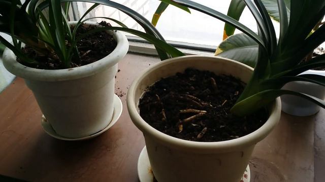 Мои цветы на работе😉01.04.2020 смотреть онлайн