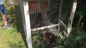 VLOG. Мы купили миникурятник с живыми курами!