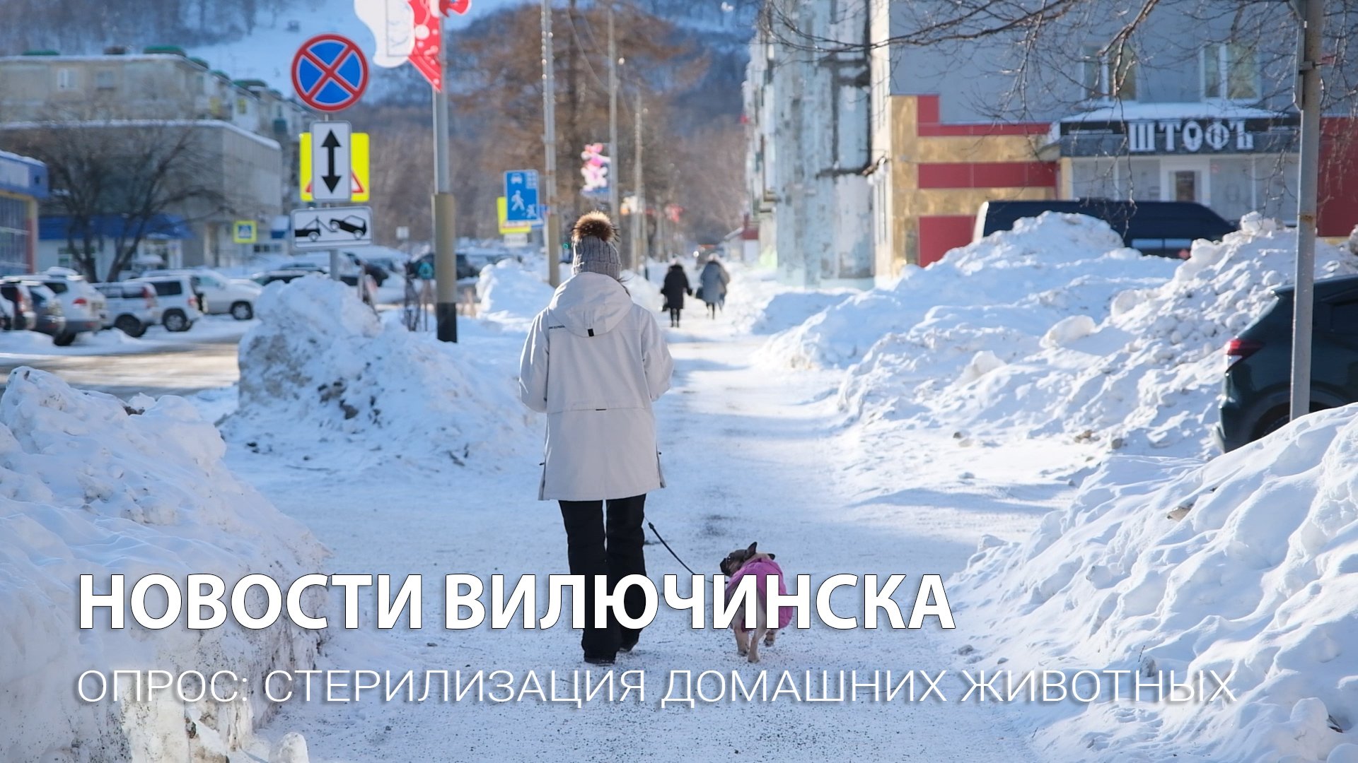 Опрос: стерилизация домашних животных
