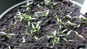 Как вырастить барбарис из семян в домашних условиях и открытом грунте