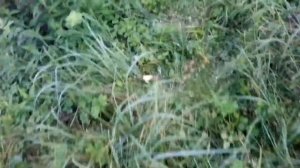 Яблони после Прививки в Сентябре