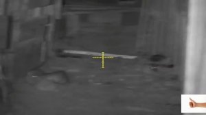 Ночная охота на крыс,Night hunting in rats