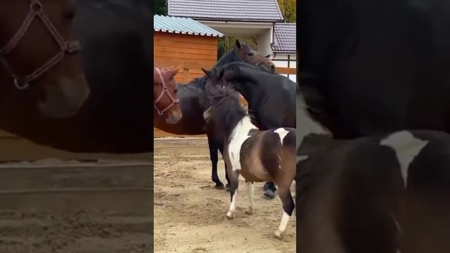 Egun Horse and Mare Mariana Horse ।  Horse First Time Meeting