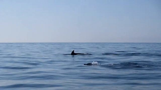 Встреча с дельфинами - экскурсия на лодке. смотреть онлайн