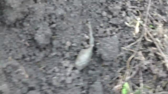 КАК НАЙТИ ФУНДАМЕНТ ДЛЯ ШУРФА С ПОМОЩЬЮ КРОТА!!! КОП МОНЕТ В СТАРОЙ ДЕРЕВНЕ. смотреть онлайн