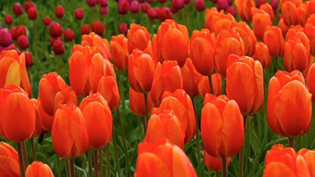 Загадки про квіти смотреть онлайн