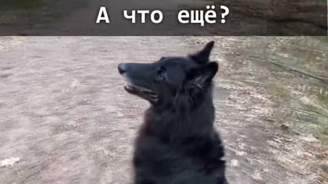 Что любит собака 🐾 Один день хорошего мальчика 🐾 смотреть онлайн