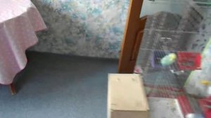 Попугайчики! Простая мешанка на скорую руку для птенцов волнистых попугаев и их родителей)