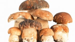 песня про грибы #тяжелаямузыка