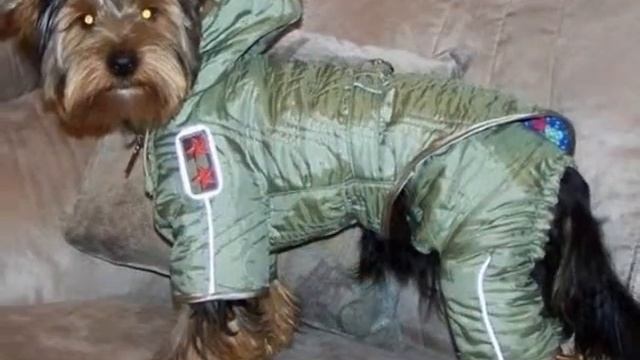 где купить одежду для собак в ульяновске смотреть онлайн