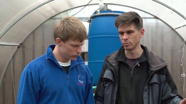 Почему желтеют листья на огурцах? Как не допустить?! смотреть онлайн