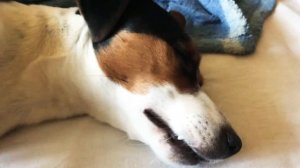 Роды Джек Рассел Терьера, осталось не много)