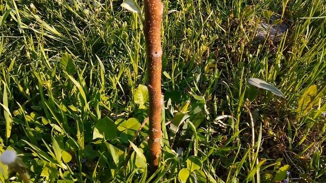 Результат застосування Препарат 30 В. Виноград 2020 смотреть онлайн