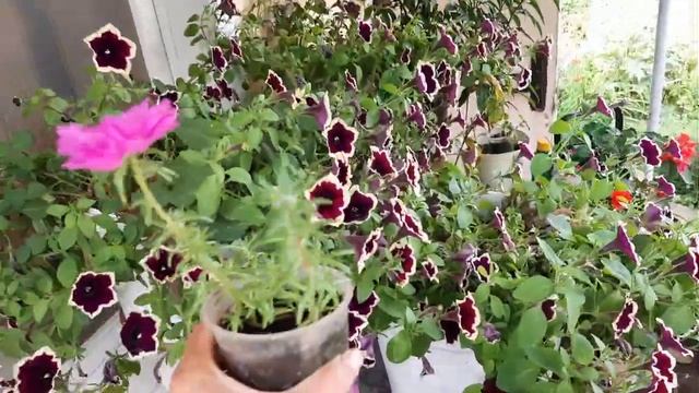 Петуния Черенкуем Разводим петунию Вегетативная ампельная петуния смотреть онлайн