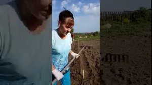 Как сделать узкую грядку красиво за 10 минут
