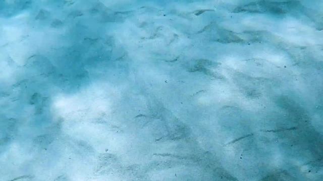 2020-08-22 - Средиземноморский морской дракон смотреть онлайн