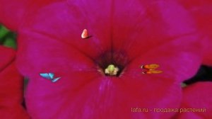 Петуния мультифлора Селебрити Роуз ? обзор: как сажать, семена петунии Селебрити Роуз