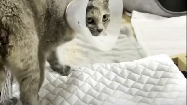 Das Kätzchen lag am Straßenrand.. Er hatte keinen Schwanz und kein Ohr.. смотреть онлайн