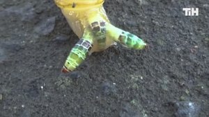 17 Существ, в существование которых вы бы не поверили. Это страшно!!!!!