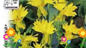 Настурция обыкновенная Канарская лиана. Краткий обзор, описание характеристик tropaeolum majus nanu