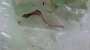 Крыска — личинка ильной мухи (Er. tenax). Личинка иловой мухи, корм для рыб