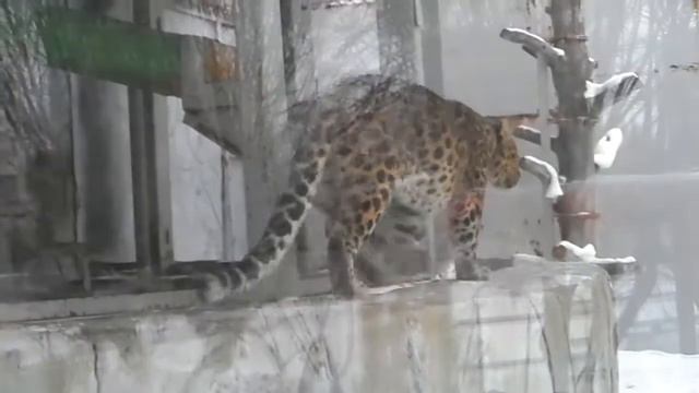 Челябинский зоопарк. Леопард Филипп смотреть онлайн
