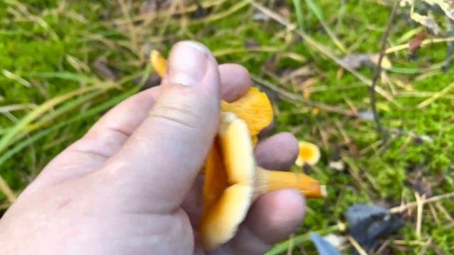 Как отличить ложную лисичку от настоящей в сентябре смотреть онлайн