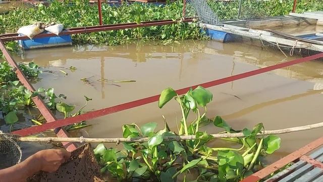 Tuyệt Chiêu Đặt 12 Cửa Ngục Dưới Đít Bè Dính Cá Tôm Thấy Ham # SĂN BẮT ĐỒNG THÁP # смотреть онлайн