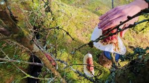 Bacon Shell Taco with fried Chicken (ASMR cooking, Camping, Relaxing Sounds)