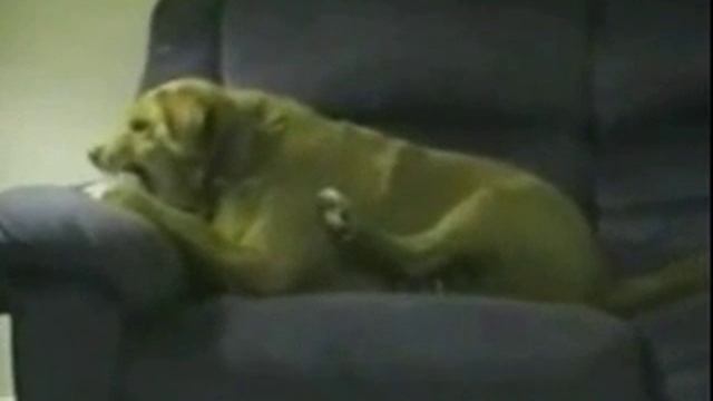 Пес идиот смотреть онлайн